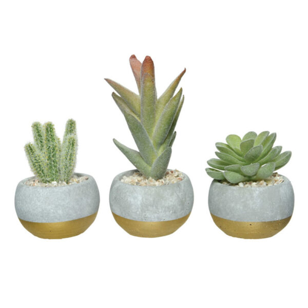 Succulent Plants, Green